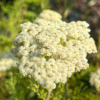 Achillea nobilis